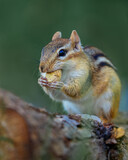 Fototapeta Do przedpokoju - Closeup of a wild chipmunk outdoors eating peanuts