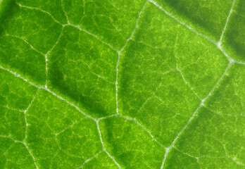 Wall Mural - green leaf texture