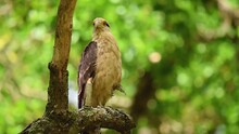 Close-up Of A Perched Bird Of Prey On A Tree Branch