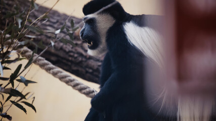 Wall Mural - black and white monkey with open mouth in zoo.