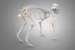 Canine Arthritis and Osteoarthritis joint inflammation