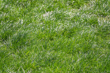 Green meadow with grass. Spring or summer green grass background