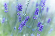 Lavender Flowers (lavandula angustifolia). Close-up
