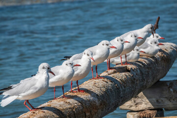 Row of seagulls sits on a old sea pier. Gulls rest on the breakwater. The European herring gull,