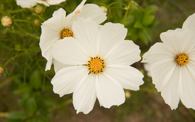 flower background. macro view of a cosmo bipinnatus daisy, also known as mexican aster, spring bloom