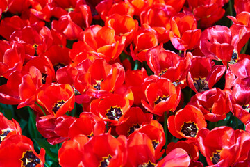 Red beautiful tulips field in spring time with sun rays