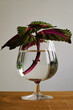 Coleus, or known as painted nettle, beautiful flower plant (Solenostemon scutellarioides) in a cognac glass filled with water on a wooden table.