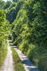 Poster - Waldweg durch den Mischwald