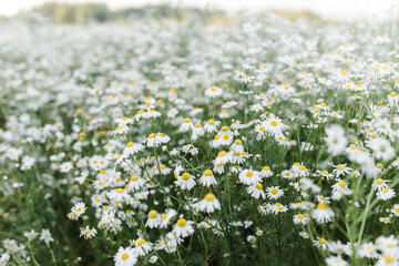 Wall Mural - Chamomile field in a picturesque valley. many beautiful white flowers with yellow pollen. summer flowering