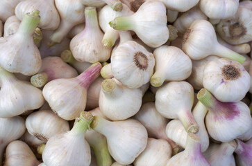 Wall Mural - fresh aromatic juicy garlic background