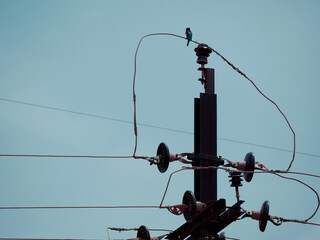 Birds seating upon electric wire on risky place sky background.