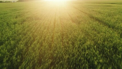 Wall Mural - Drone flight over a wheat field. 4K Top view of agricultural fields at sunset.