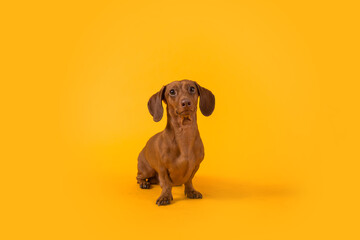 Wall Mural - Dachshund Dog Isolated on Orange Background