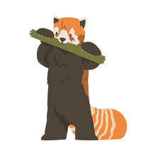 Cute Red Panda Eating Bamboo, Adorable Wild Animal Cartoon Vector Illustration