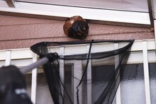 Extermination Of Hornets. Nest Removal Work.