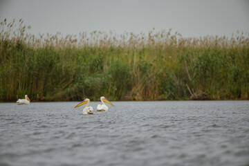 Wall Mural - Pelican flying at Donau Delta on a sunny day