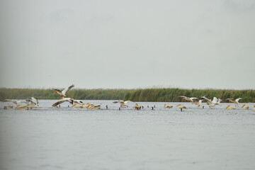 Wall Mural - Pelican flying at Donau Delta on a sunny day