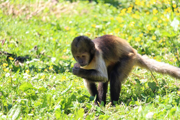 Sticker - Funny scene with a little cute monkey exploring a nut