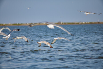 Wall Mural - Pelican flying at Donau Delta on a sunny day