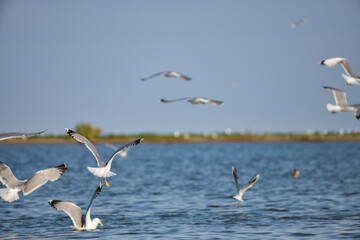 Wall Mural - Pelican flying at Donau Delta on a sunny day