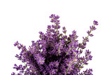 Fototapeta Lawenda - Lavender flowers isolated on white background. Close up. Space for text
