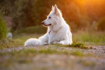 White Swiss Shepherd Dog outdoor portrait in nature.