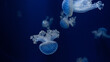© Aria Brauchli - jelly fish in aquarium