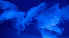 Jelly Fish In Aquarium