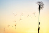 Fototapeta Dmuchawce - Dandelion seeds are flying against the background of the sunset sky. Floral botany of nature