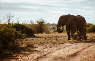 Wall Mural - Beautiful shot of an elephant walking around an area with dry plants