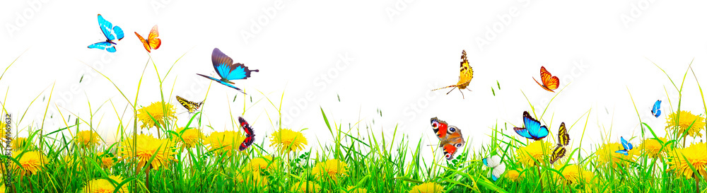 Beautiful nature view of butterfly on blurred background in garden. - obrazy, fototapety, plakaty 