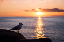 Seagull At Coast