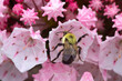 Bumble bee on mountain laurel flowers in Vernon, Connecticut.