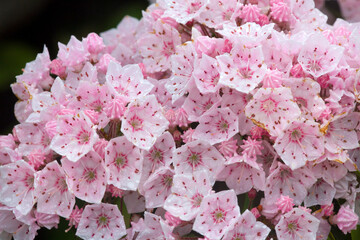 Wall Mural - Mountain laurel flowers at Risley Reservoir in Vernon, Connecticut.