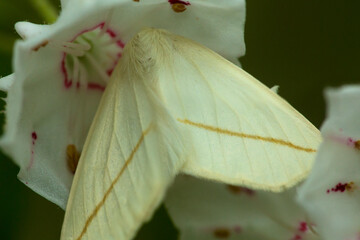 Canvas Print - White slant-line moth on mountain laurel flower in Connecticut.