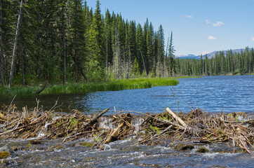 Wall Mural - A Beaver Dam in Nordegg, Alberta