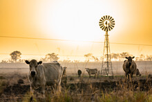 Cows And Windmill In Dry Smoky Drought Conditions