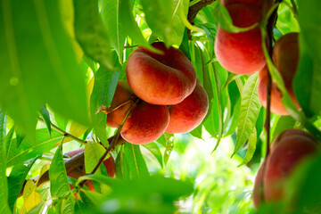 Wall Mural - Fresh ripe Saturn peaches hanging on tree branches in summer fruit garden