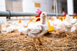 Close up view of chicken standing at modern poultry farm for meat production.