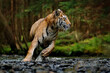 Amur tiger running in the water, Siberia. Dangerous animal, tajga, Russia. Animal in green forest stream. Siberian tiger splashing water.