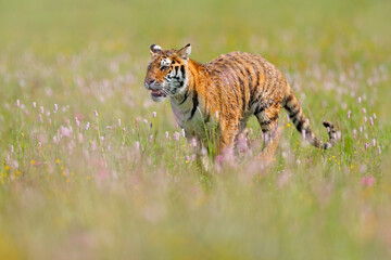 Wall Mural - summer wildlife. tiger with pink and yellow flowers. amur tiger running in the grass. flowered meado