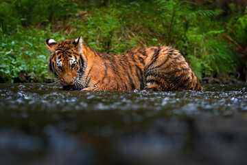Wall Mural - amur tiger running in the water, siberia. dangerous animal, tajga, russia. animal in green forest st