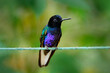 Clothesline with dark shiny bird. Washing line with hummingbird. Velvet-purple Coronet, Boissonneaua jardini, dark blue and black hummingbird from Mindo in Ecuador.
