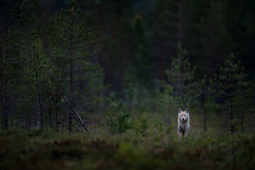 Wolf from Finland. Gray wolf, Canis lupus, in the spring light, in the forest with green leaves. Wolf in the nature habitat. Wild animal in the Finland taiga. Wildlife nature, Europe.