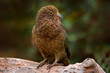 Kea parrot, Nestor notabilis, green bird in the nature habitat, mountain in the New Zealand. Kea sititng on the tree trunk, wildlife scene from nature. Travelling in New Zealand.