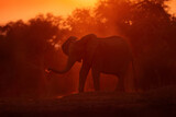 Fototapeta Zwierzęta - Sunset, Elephant feeding tree branch. Elephant at Mana Pools NP, Zimbabwe in Africa. Big animal in the old forest. evening orange light, sun set. Magic wildlife scene in nature.