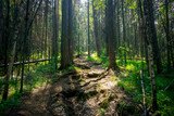 Fototapeta Natura - Hiking trail in the nature reserve Krasnoyarsk Pillars