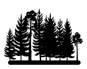 Wall Mural - forest silhouette scene. landscape with coniferous trees. beautiful view. pine and spruce trees. sum