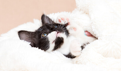 Poster - kitten sleeps in a fluffy blanket