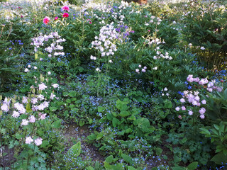 Wall Mural - High angle shot of different flowers growing in a garden under the sunlight